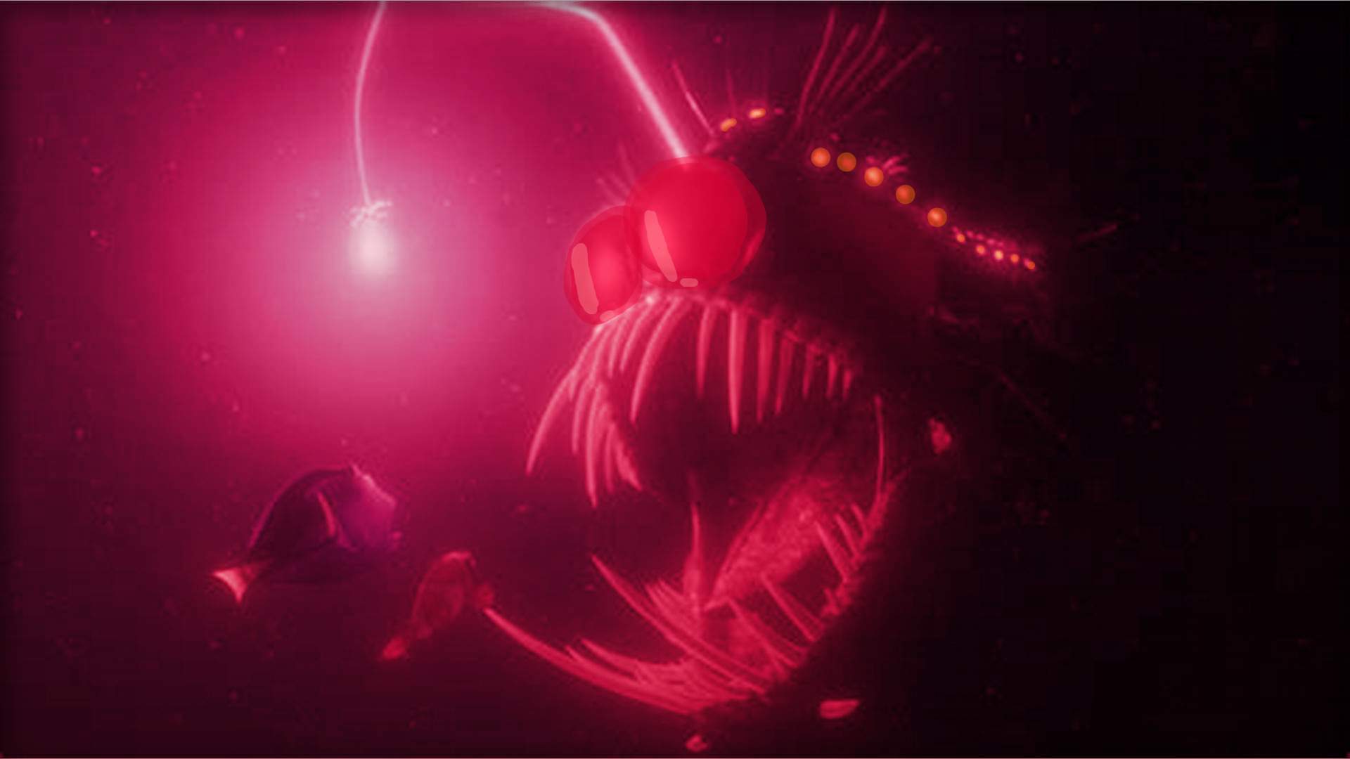 Angler Fish Finding Nemo