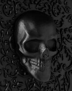 Skull up-close