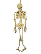 Regular skeleton version