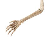 Skeleton Arm