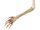Skeleton Arm