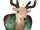 Mounted Deer Head Inflatable