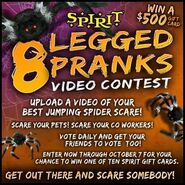 Prank contest utilizing the Jumping Spider