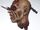 Fork Thru Head Prop