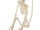 Monkey Skeleton