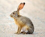 A hare