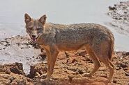 A jackal