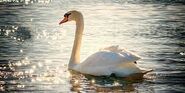 A swan