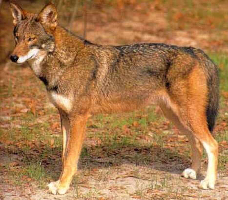 Red Wolf Scale