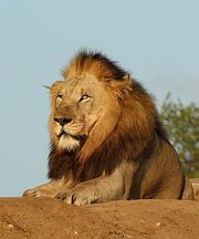 A lion