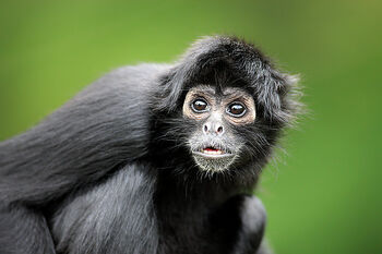 Nexi, a spider monkey