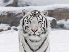 Zhosur | Spirit Animals Wiki | Fandom Zhosur | Spirit Animals Wiki | Fandom