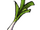 Leek