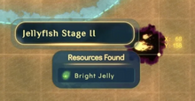 Jellyfish Stage