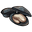 Hard-Shell Clam.png