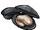Hard-Shell Clam
