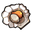 Scallop.png