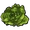Lettuce