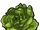 Lettuce