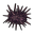 Urchin.png