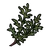Elena's Spirit Flower