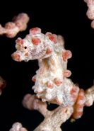1 Bargibant's Pygmy Seahorse