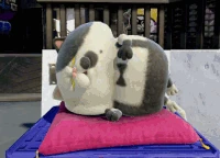 Der schlafende Miezrichter