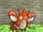 Corphish