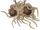 Flying Spaghetti Monster