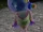 Chauncey
