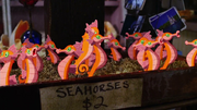 Seahorses 2