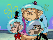 Chimps Ahoy 103