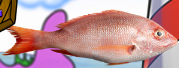 Bikini Bottom Brawlers Pink realistic fish