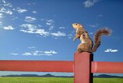 Squirrel on fence