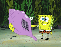 magic conch shell maybe someday