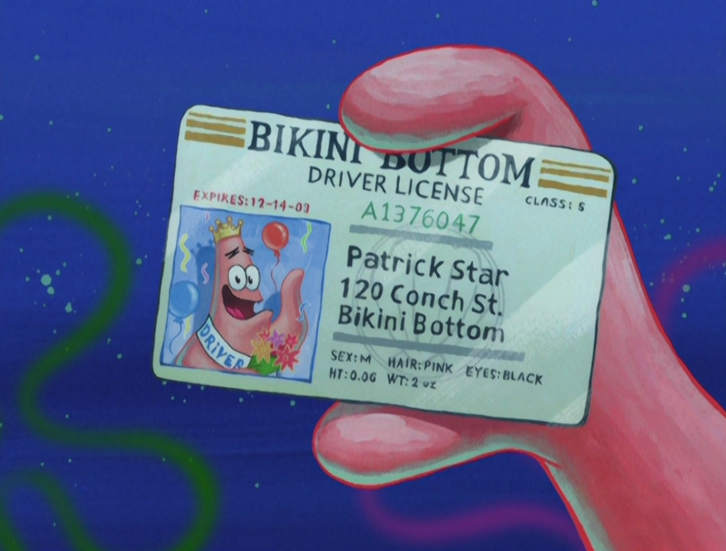 Patrick S Driver S License Encyclopedia Spongebobia Fandom