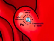 Super sensible à l'argent.png (252 KB)