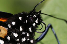 Real monarch butterfly closeup