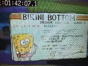 The earlier version of SpongeBob's license.