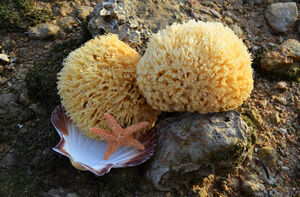 Round sea sponges