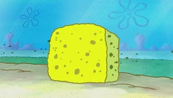 Square Sea Sponge