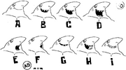 Sb123sc000 Shark Mouth Chart