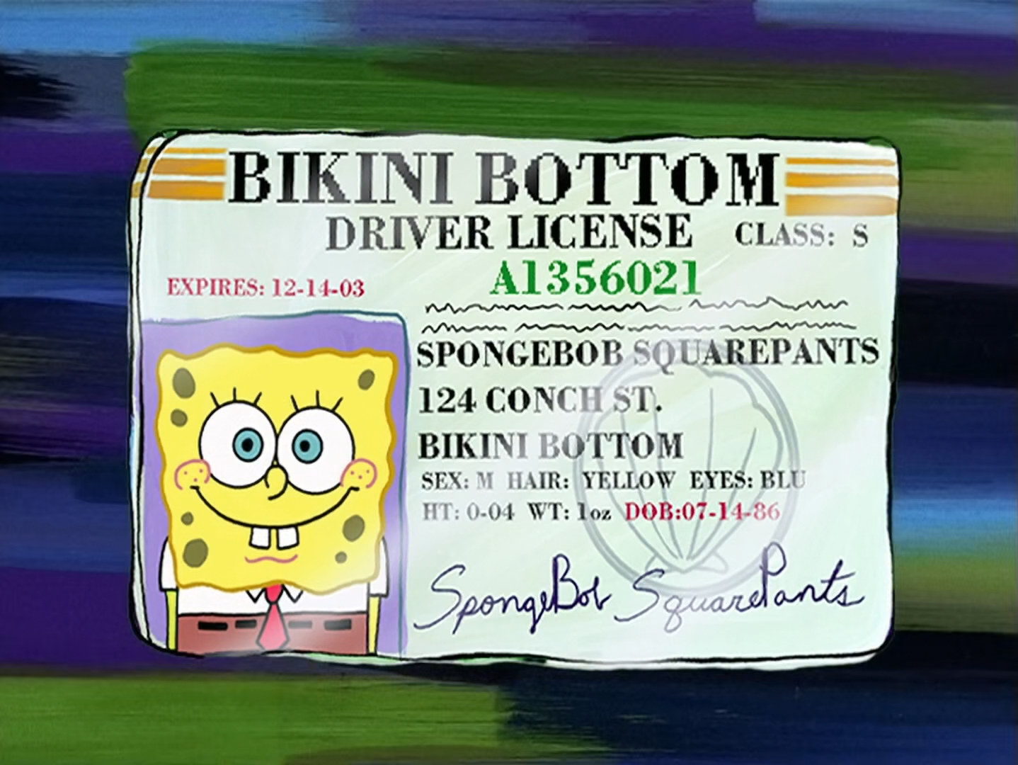 SpongeBob's driver's license is a driver's license given to ...