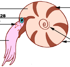 Ammonite in Prehistoric Bikini Bottom