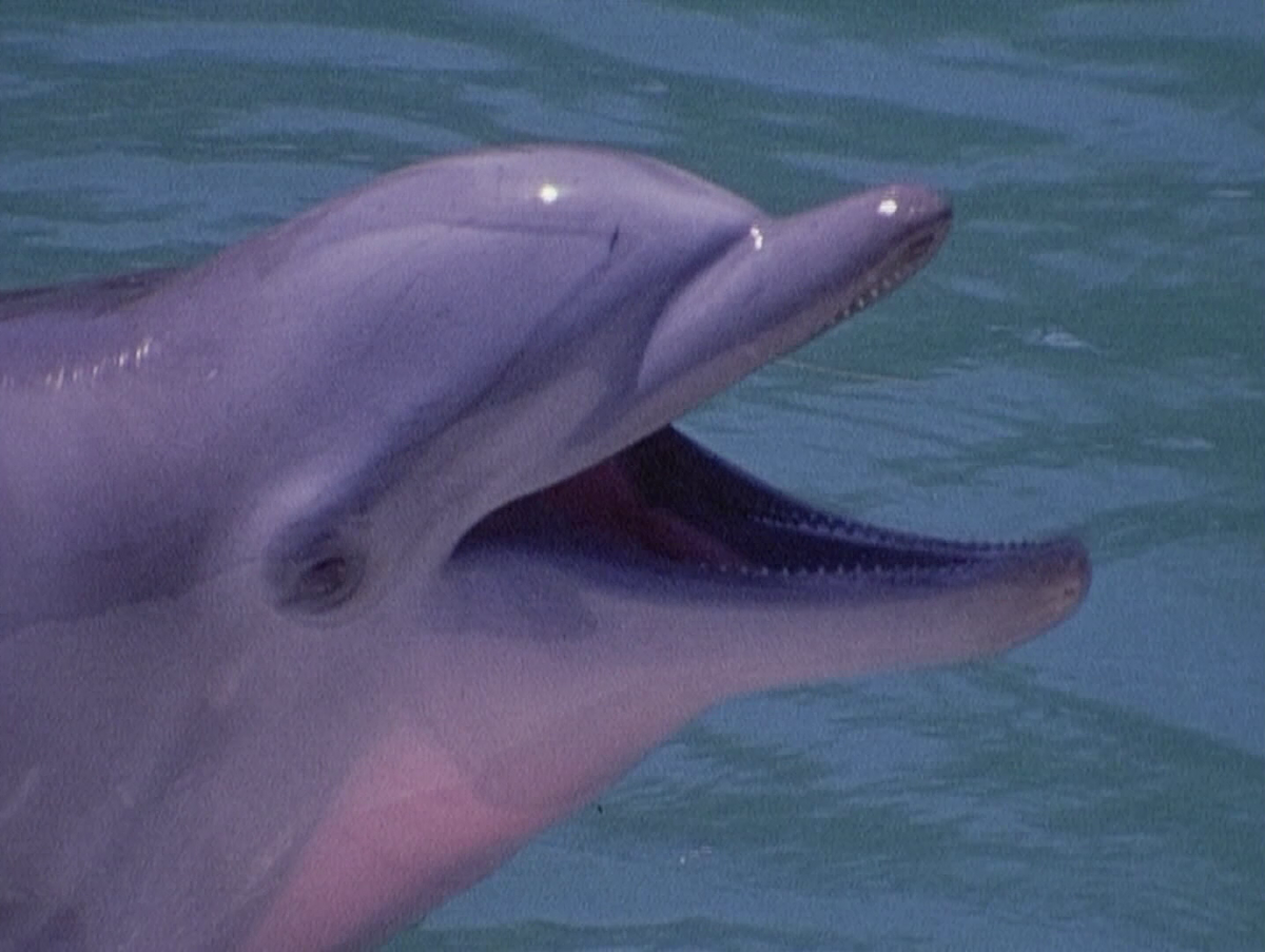 Rare pink dolphin spotted in Louisiana waters, viral video