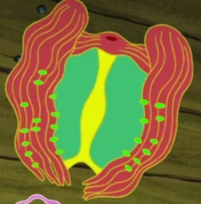 Comb jelly