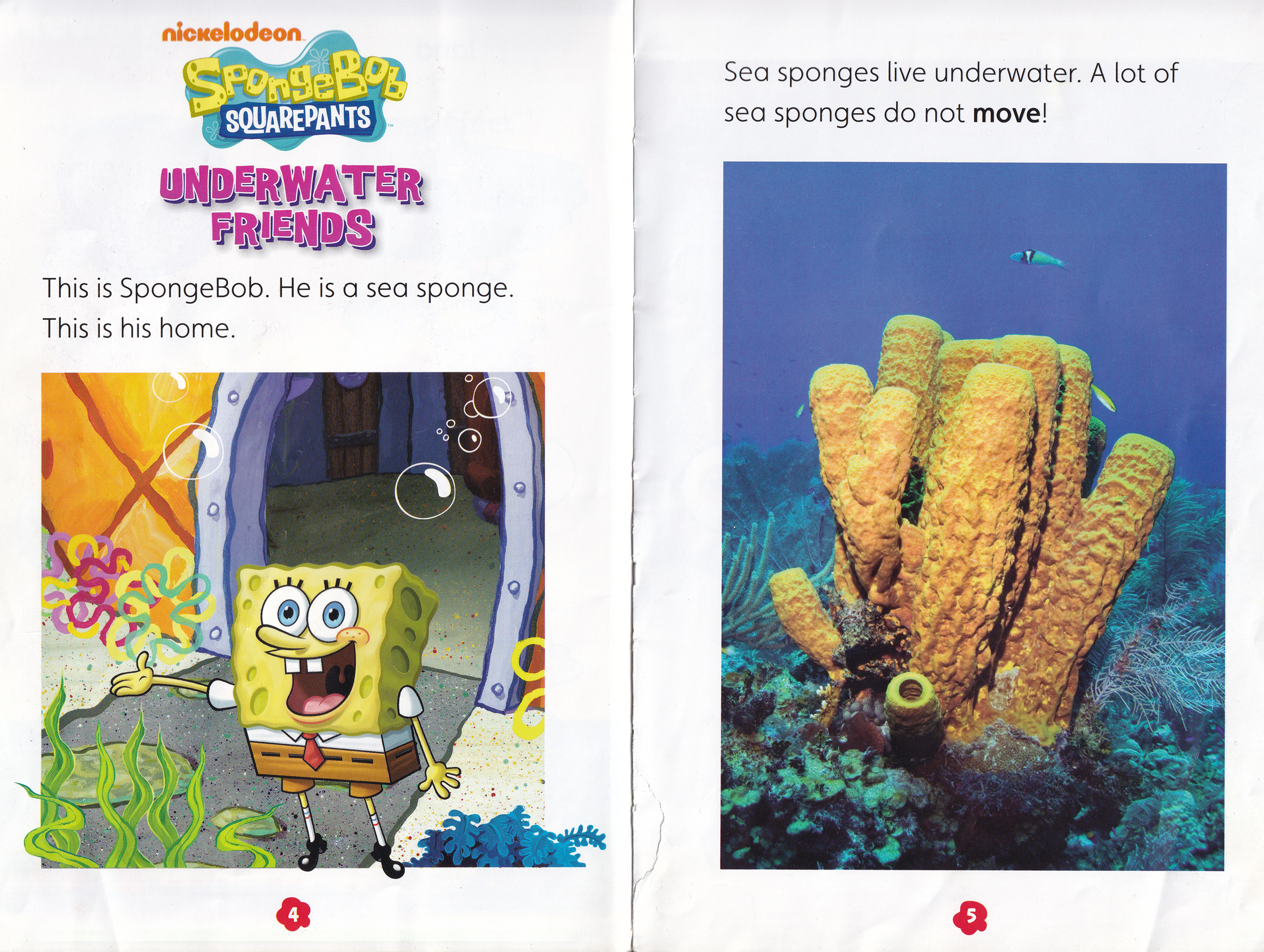 sponges that live in the sea