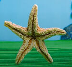 Realistic starfish (SpongeBob IRL)