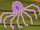 Immortal jellyfish