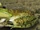 Bullfrog